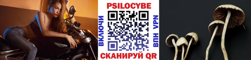 Купить закладки  Вихоревка  Псилоцибиновые грибы Psilocybine cubensis 